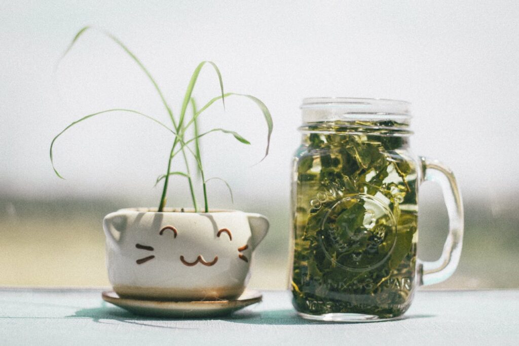Pití zeleného čaje